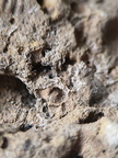 SRL13 Brachiopod and Crinoid Impressions