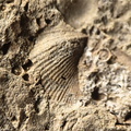 SRL13 Brachiopod and Crinoid Impressions