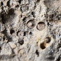 SRL13 Brachiopod and Crinoid Impressions