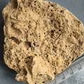 SRL13 Brachiopod and Crinoid Impressions