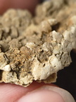 SRL15 Favosites sp.