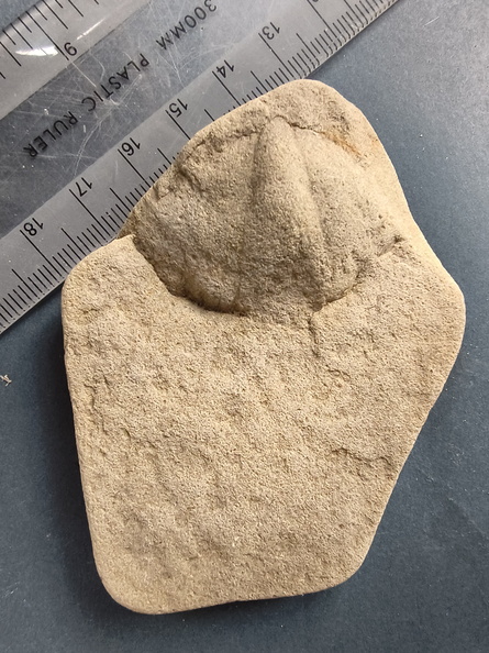 SRL19 Brachiopod Spiriferida indet.