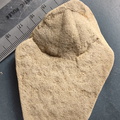 SRL19 Brachiopod Spiriferida indet.