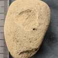 SRL21 Brachiopod Impression 