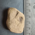 SRL54 Brachiopod Impression