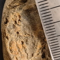 SRL55 Brachiopod Impression 