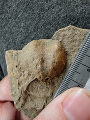 SRL77 Brachiopod Impression Spiriferid and Rhynchonellid 