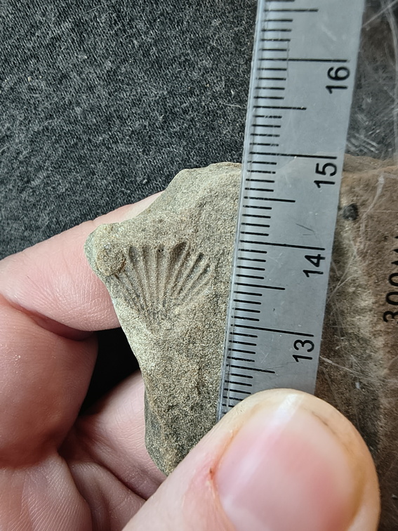 SRL77 Brachiopod Impression Spiriferid and Rhynchonellid 