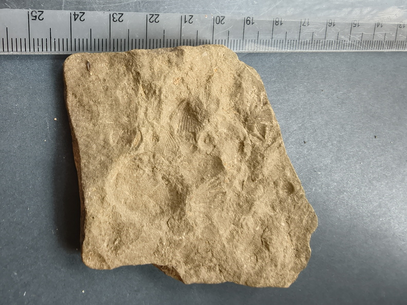 SRL89 Brachiopod Impression Rhynchonellid 