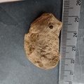 SRL119 Brachiopod Impression