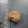SRL120 Brachiopod Impression