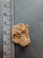 SRL123 Brachiopod Impressions Rhynchonellid 
