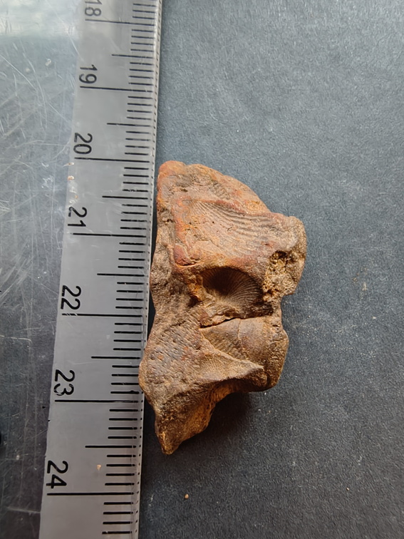 SRL124 Brachiopod Impressions 