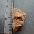 SRL124 Brachiopod Impressions 