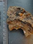 SRL133 Brachiopod Impression Rhynchonellid 
