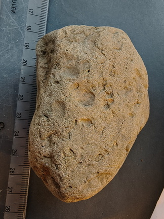 SRL138 Brachiopod Impression