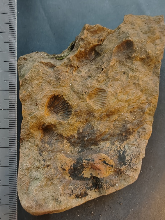 SRL139 Brachiopod Impressions Rhynchonellid 