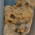 SRL139 Brachiopod Impressions Rhynchonellid 