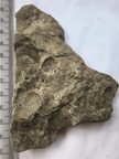 SRL147 Brachiopod Impression