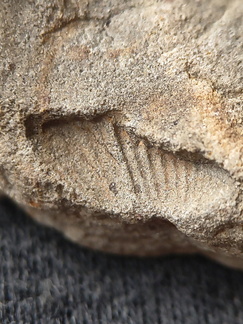 SRL181 Brachiopod Impression