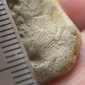 SRL186 Brachiopod Impressions