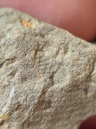 SRL198 Brachiopod Impression