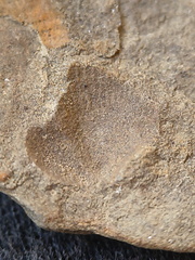 SRL201 Brachiopod Impression