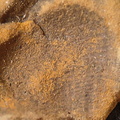SRL205 Brachiopod Impression 