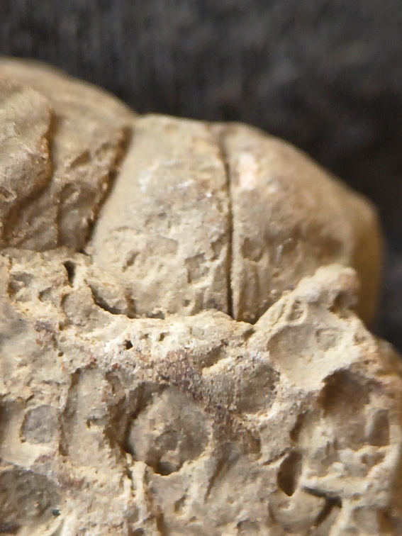 SRL209 Brachiopod Impressions