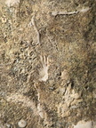 SRL26 Collection – Devonian Bioclastic Packstone (Bryozoan–Brachiopod-Crinoid Assemblage)