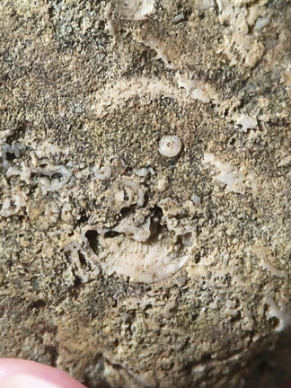 SRL26 Collection – Devonian Bioclastic Packstone (Bryozoan–Brachiopod-Crinoid Assemblage)
