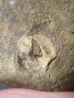 SRL26 Collection – Devonian Bioclastic Packstone (Bryozoan–Brachiopod-Crinoid Assemblage)