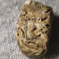 SRL27 Hash, Crinoid and possible brachiopod and bryozoan fragments