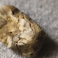 SRL27 Hash, Crinoid and possible brachiopod and bryozoan fragments