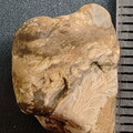 SRL31 Trepostome Bryozoan