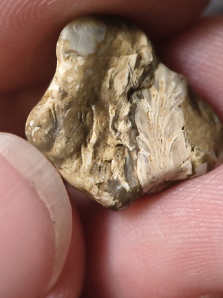 SRL31 Trepostome Bryozoan