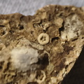 SRL34 Trepostome Bryozoan Colony  with Crinoid Columnals