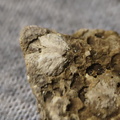 SRL34 Trepostome Bryozoan Colony  with Crinoid Columnals