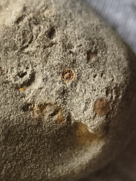 SRL35 Crinoid Imprints