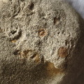 SRL35 Crinoid Imprints