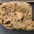 SRL36 Tentaculite and Crinoid Imprints