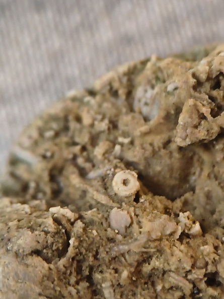 SRL37 Trilobite Fragment Encrinurus sp.,  Brachiopod Shell Fragments, & Crinoid Columnals