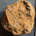 SRL37 Trilobite Fragment Encrinurus sp.,  Brachiopod Shell Fragments, & Crinoid Columnals