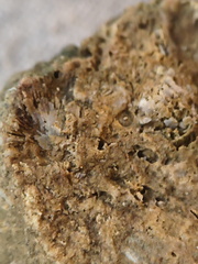 SRL37 Trilobite Fragment Encrinurus sp.,  Brachiopod Shell Fragments, & Crinoid Columnals