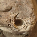SRL38 Crinoid and Brachiopod Fragments