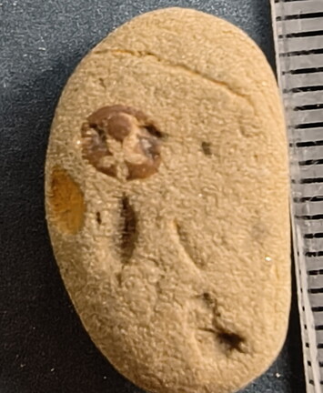 SRL41 Crinoid Imprint