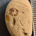 SRL41 Crinoid Imprint