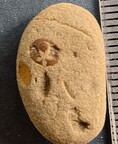 SRL41 Crinoid Imprint