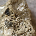 SRL42 Bryozoan (Fenestrate, Cystoporate) and Brachiopod 