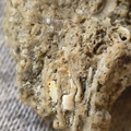 SRL42 Bryozoan (Fenestrate, Cystoporate) and Brachiopod 
